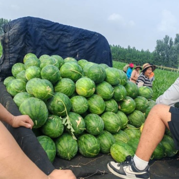 龙卷风西瓜