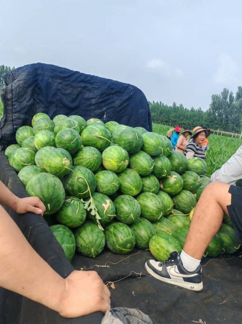 龙卷风西瓜