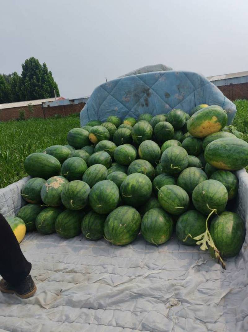 龙卷风西瓜