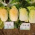 豫艺龙芽皇白菜种子桔红心特色大白菜种子秋季抗病优质菜种