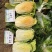 豫艺龙芽皇白菜种子桔红心特色大白菜种子秋季抗病优质菜种