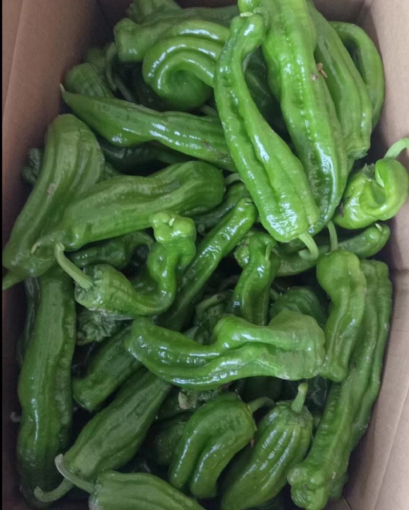 301辣椒薄皮炮椒全国发货大量货源产地直发