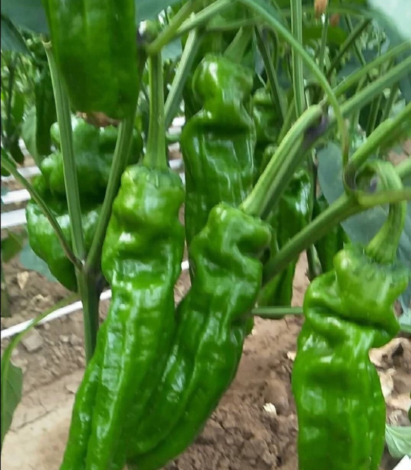 301辣椒薄皮炮椒全国发货大量货源产地直发