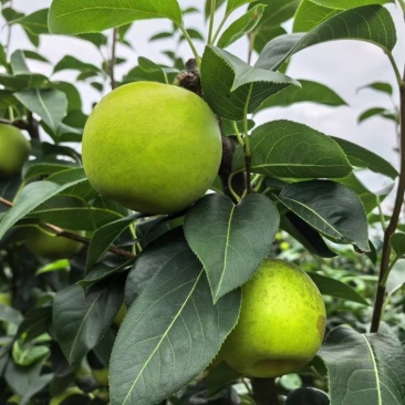 苍溪脆冠梨🍐大量上👏👏👏👏👏市