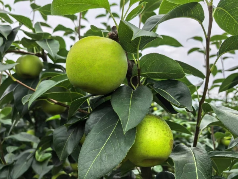 苍溪脆冠梨🍐大量上👏👏👏👏👏市