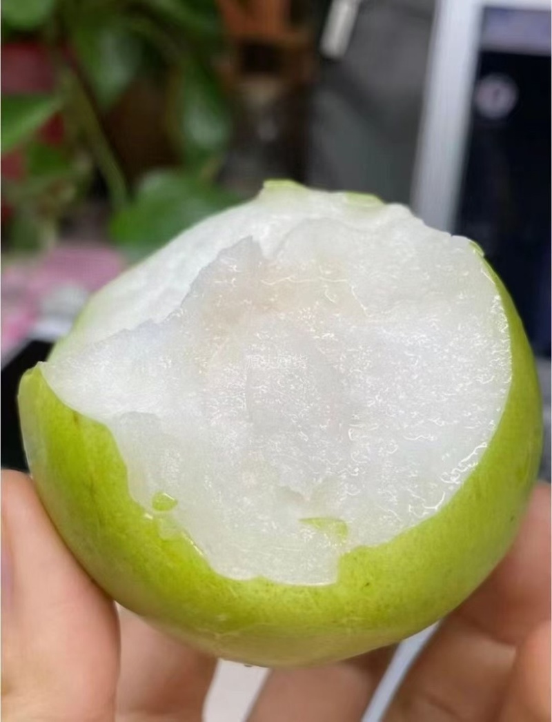 苍溪脆冠梨🍐大量上👏👏👏👏👏市