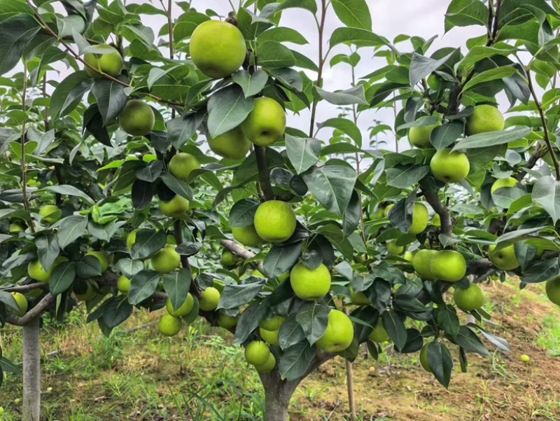 苍溪脆冠梨🍐大量上👏👏👏👏👏市