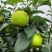 苍溪脆冠梨🍐大量上👏👏👏👏👏市