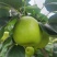 苍溪脆冠梨🍐大量上👏👏👏👏👏市