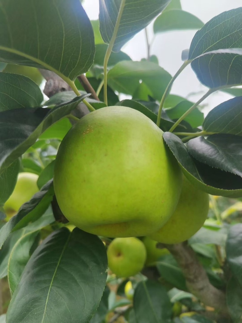苍溪脆冠梨🍐大量上👏👏👏👏👏市