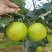 苍溪脆冠梨🍐大量上👏👏👏👏👏市