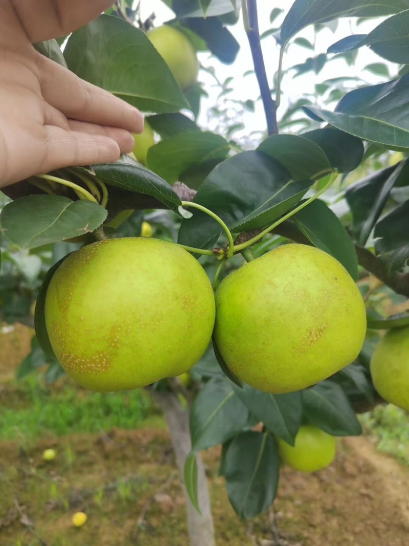 苍溪脆冠梨🍐大量上👏👏👏👏👏市