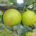苍溪脆冠梨🍐大量上👏👏👏👏👏市
