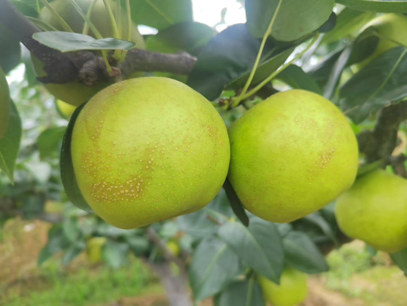 苍溪脆冠梨🍐大量上👏👏👏👏👏市
