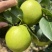 苍溪脆冠梨🍐大量上👏👏👏👏👏市