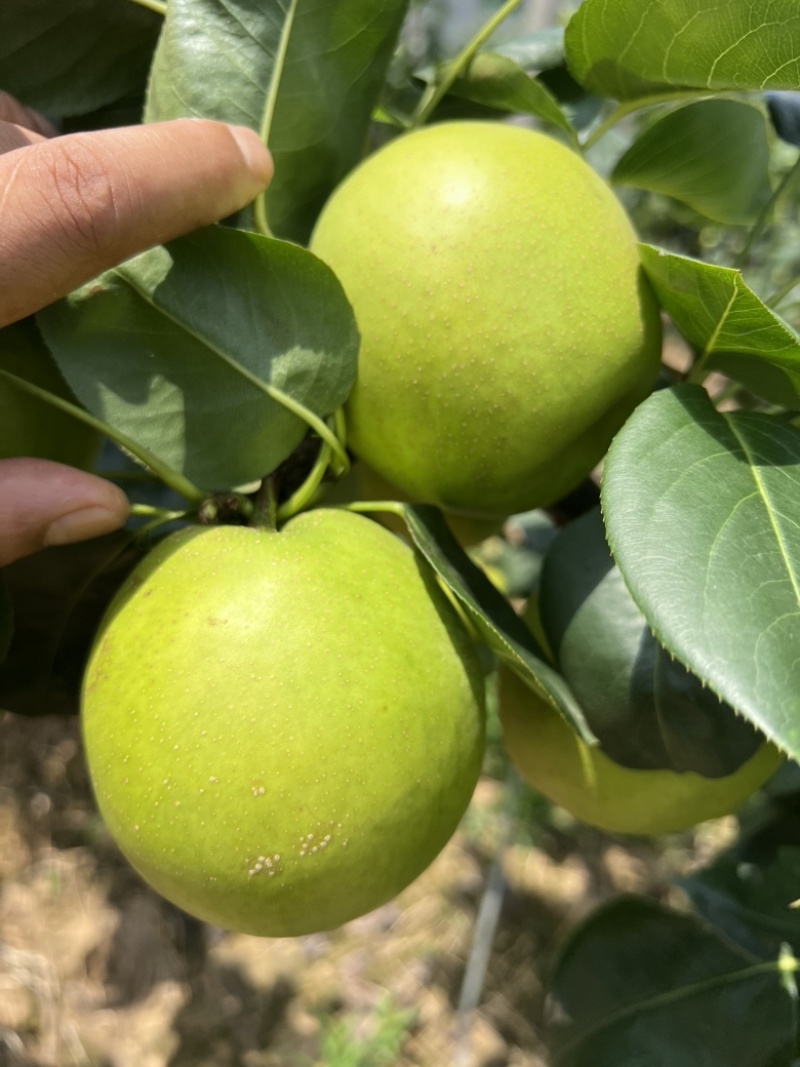 苍溪脆冠梨🍐大量上👏👏👏👏👏市