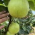 苍溪脆冠梨🍐大量上👏👏👏👏👏市