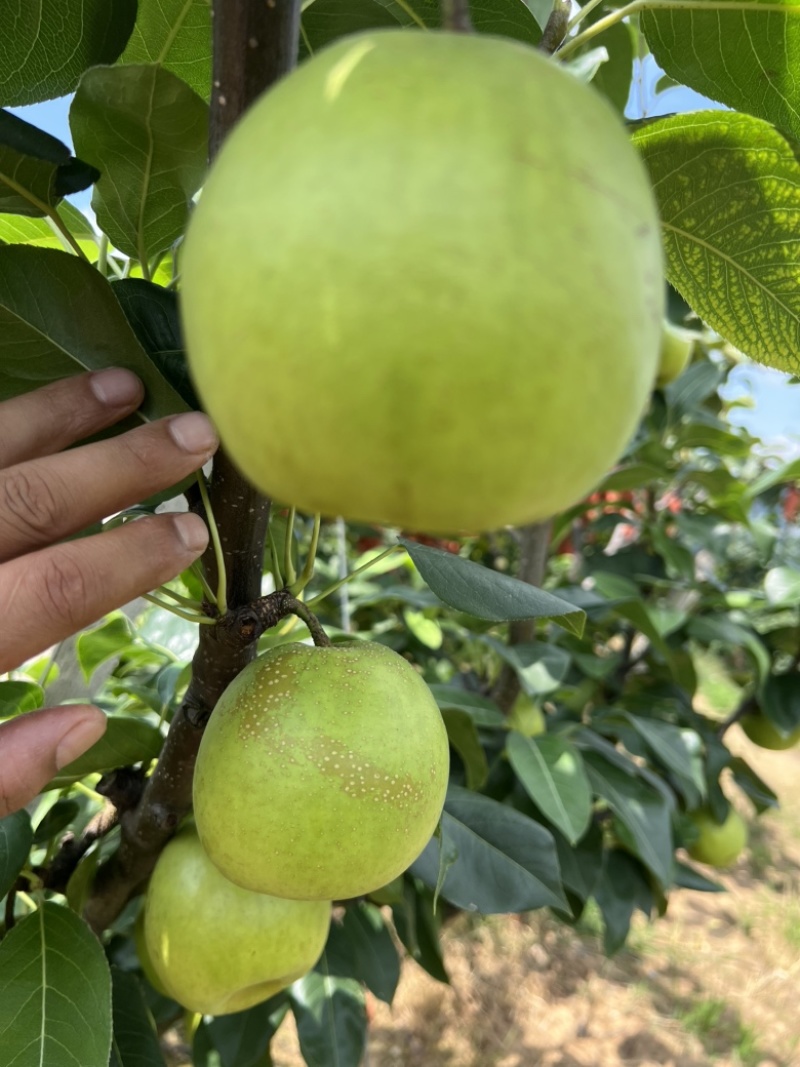 苍溪脆冠梨🍐大量上👏👏👏👏👏市