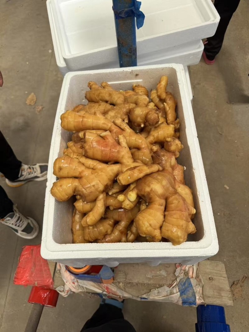 山东精品生姜精选优质生姜鲜姜产地批发品种齐发