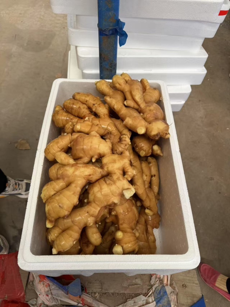 山东精品生姜精选优质生姜鲜姜产地批发品种齐发
