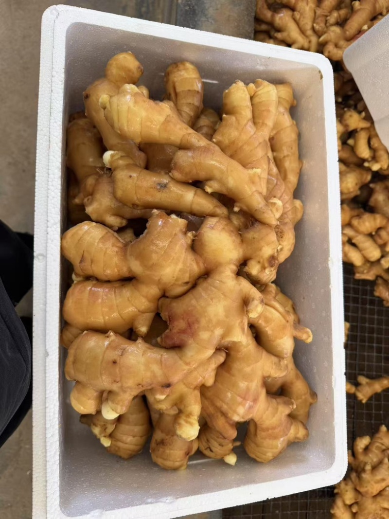 山东精品生姜精选优质生姜鲜姜产地批发品种齐发