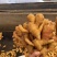 山东大姜生姜大黄姜优质生姜大小生姜精选品质好