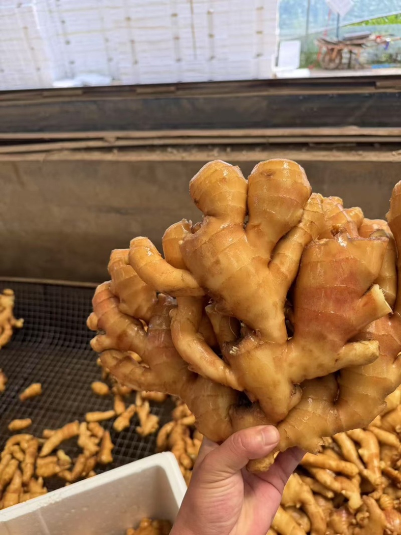 山东大姜生姜大黄姜优质生姜大小生姜精选品质好