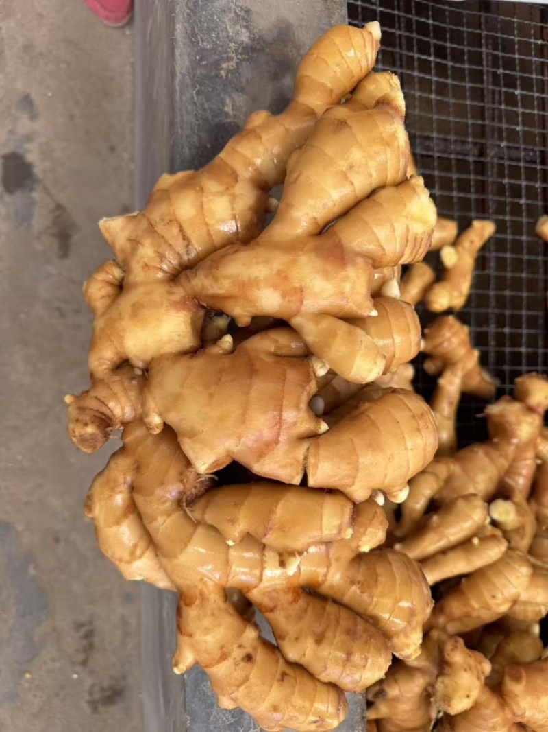 山东大姜生姜大黄姜优质生姜大小生姜精选品质好