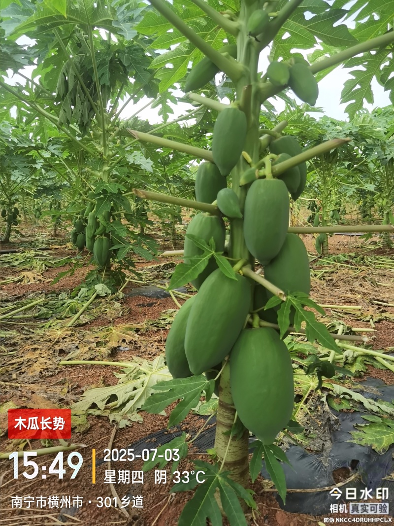 青木瓜（品种:红铃）预售/自种植200亩/可长期供货