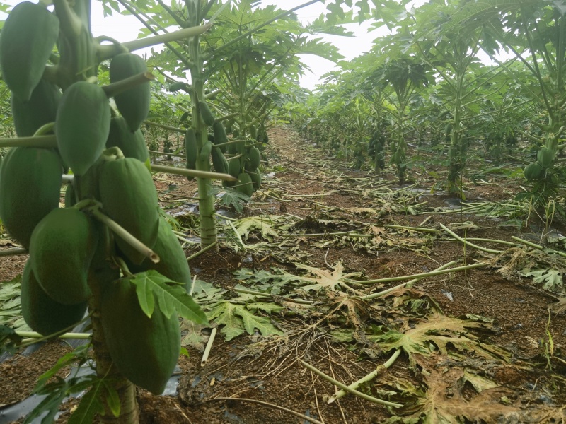 青木瓜（品种:红铃）预售/自种植200亩/可长期供货