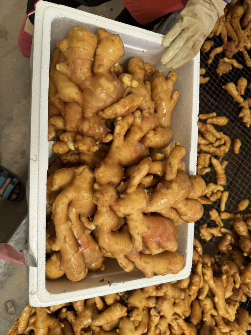 山东精选优质生姜大姜大黄姜产地一手货源质量保证