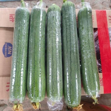 油丝瓜