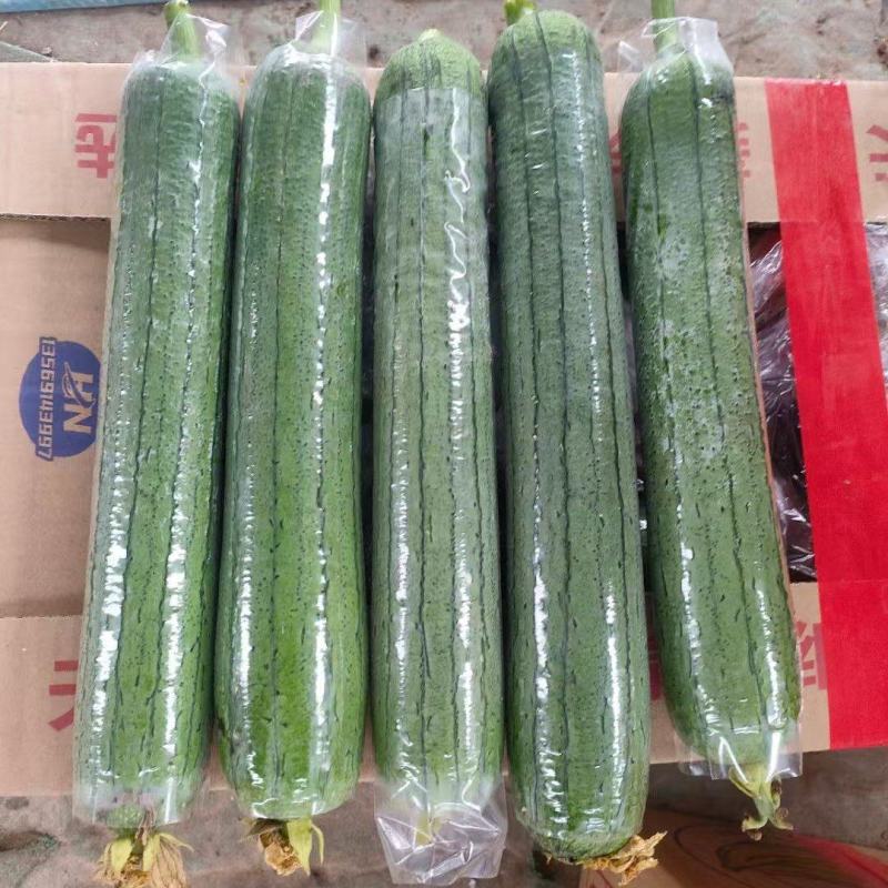 油丝瓜