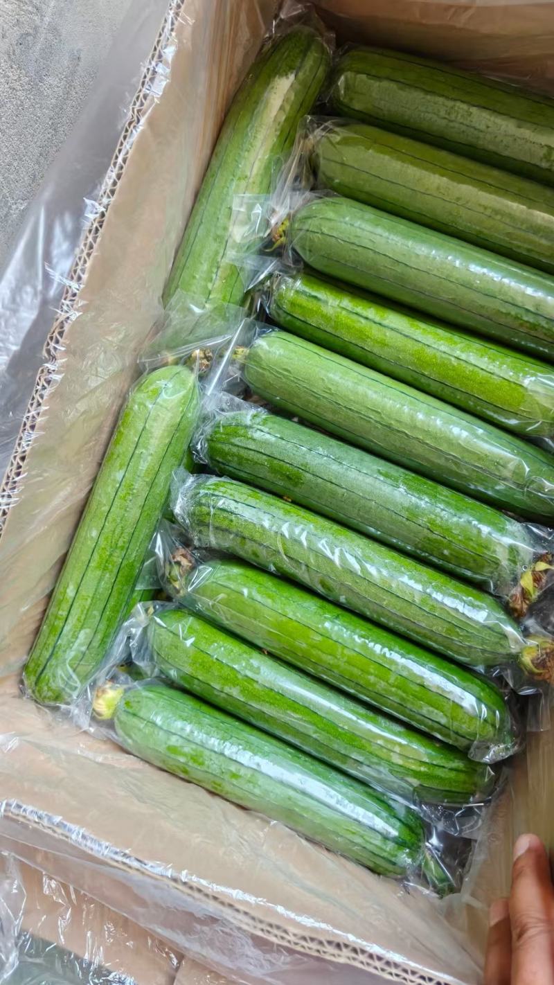 油丝瓜