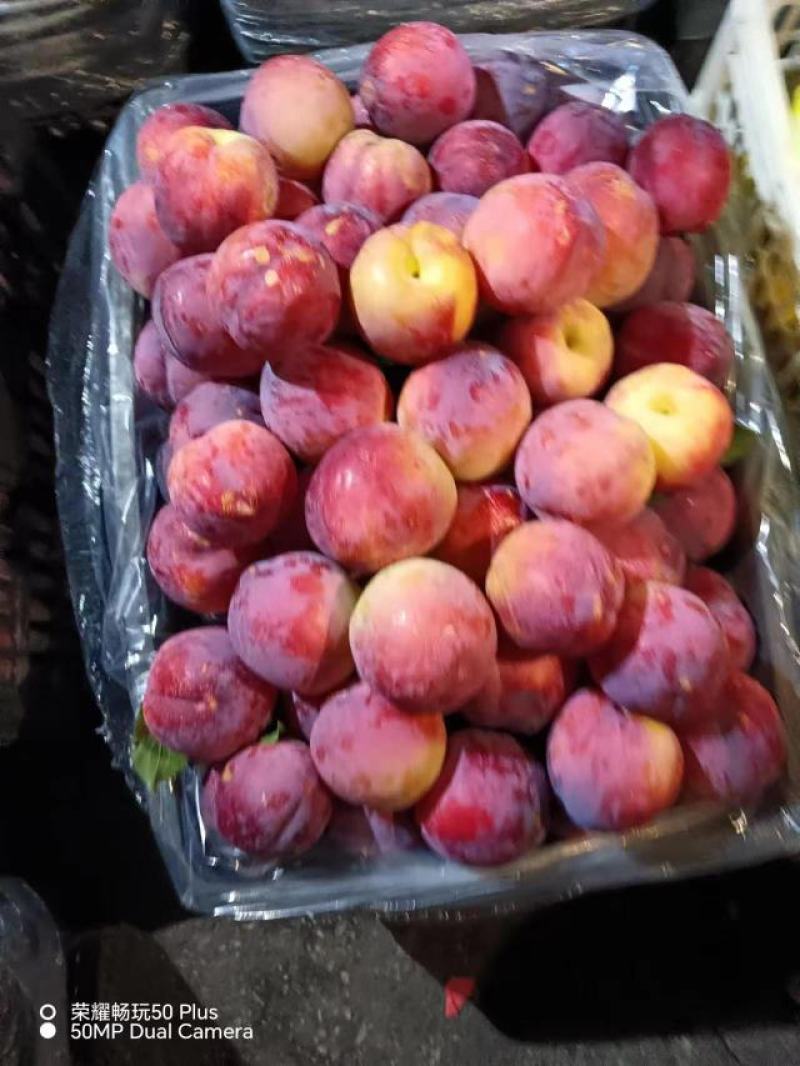 红李子大量上市产地现摘现发品质保证欢迎来电洽谈价优