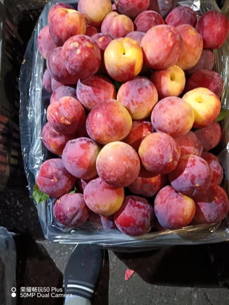 红李子大量上市产地现摘现发品质保证欢迎来电洽谈价优