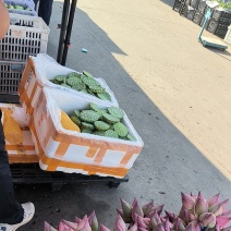 莲蓬头，荷花，带杆莲蓬，