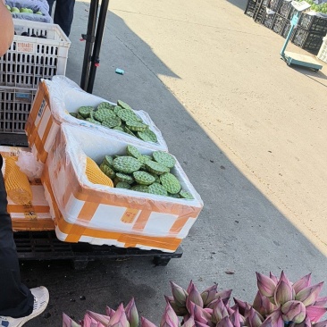 莲蓬头，荷花，带杆莲蓬，