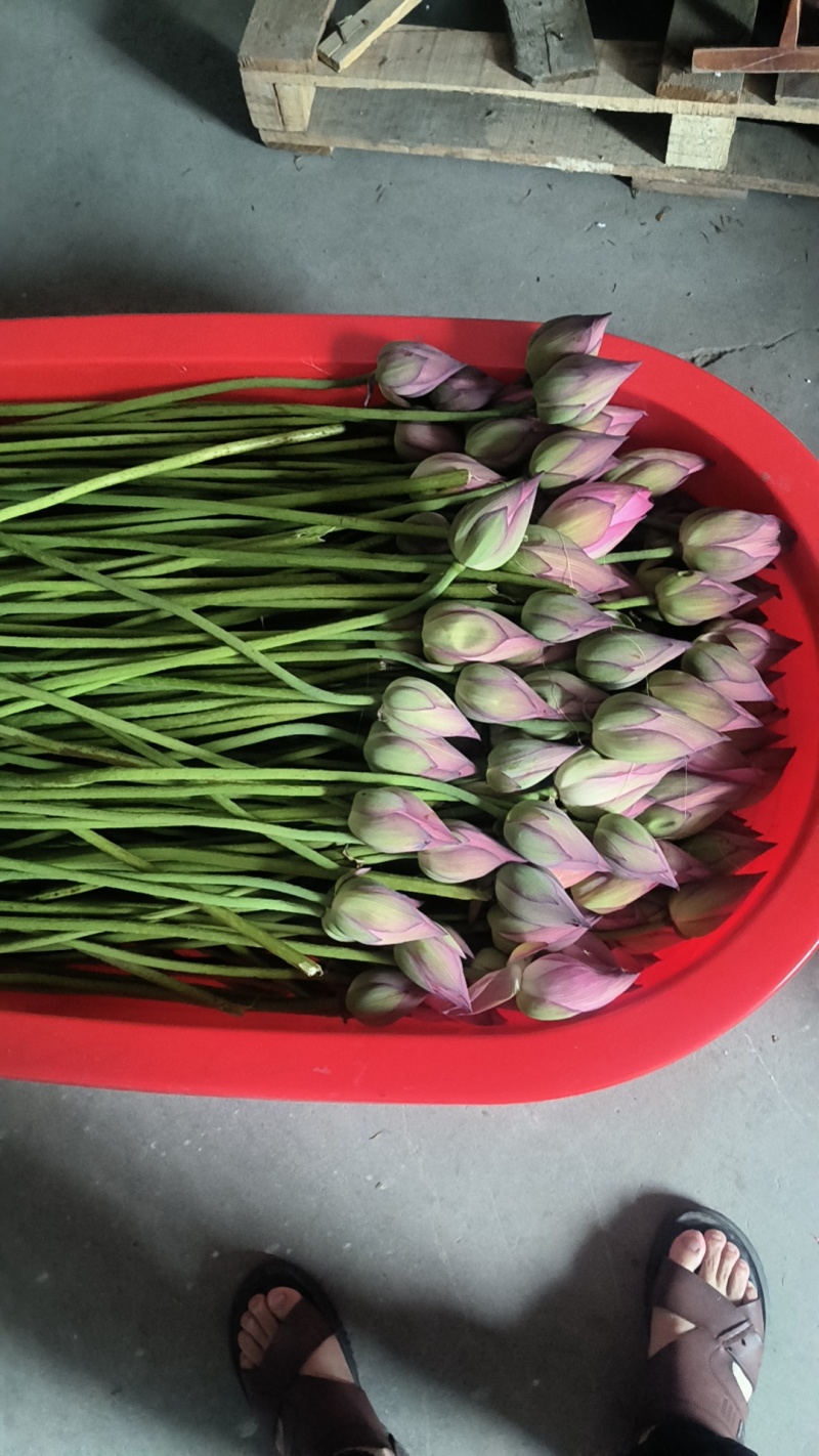 莲蓬头，荷花，带杆莲蓬，
