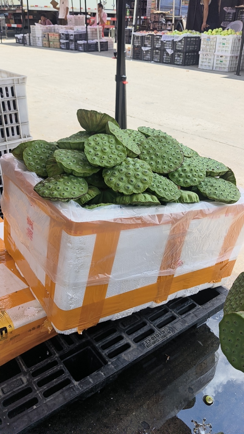 莲蓬头，荷花，带杆莲蓬，