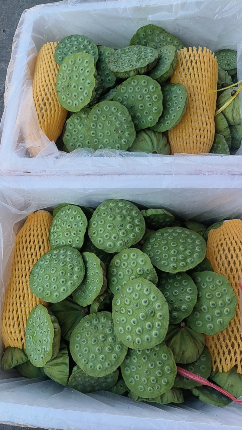 莲蓬头，荷花，带杆莲蓬，