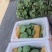 莲蓬头，荷花，带杆莲蓬，