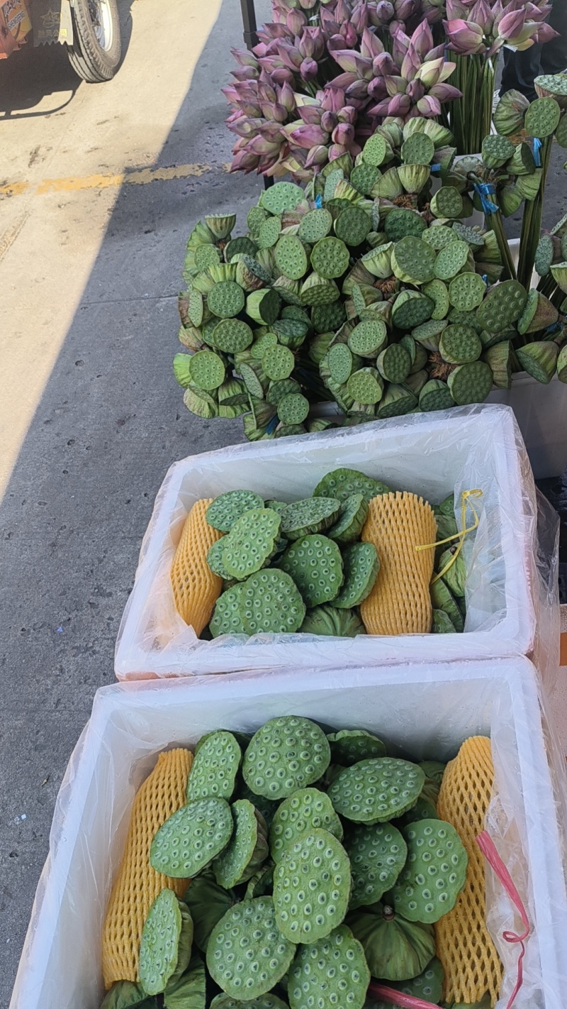 莲蓬头，荷花，带杆莲蓬，