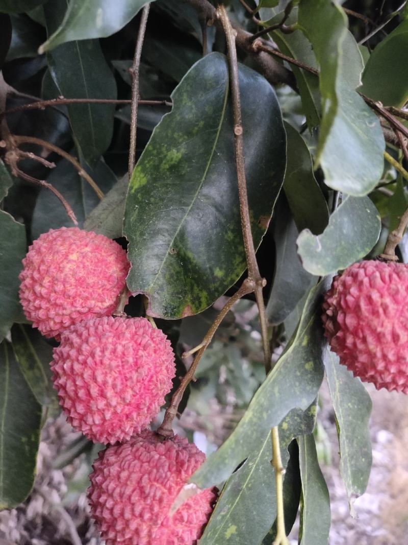 桂味荔枝
