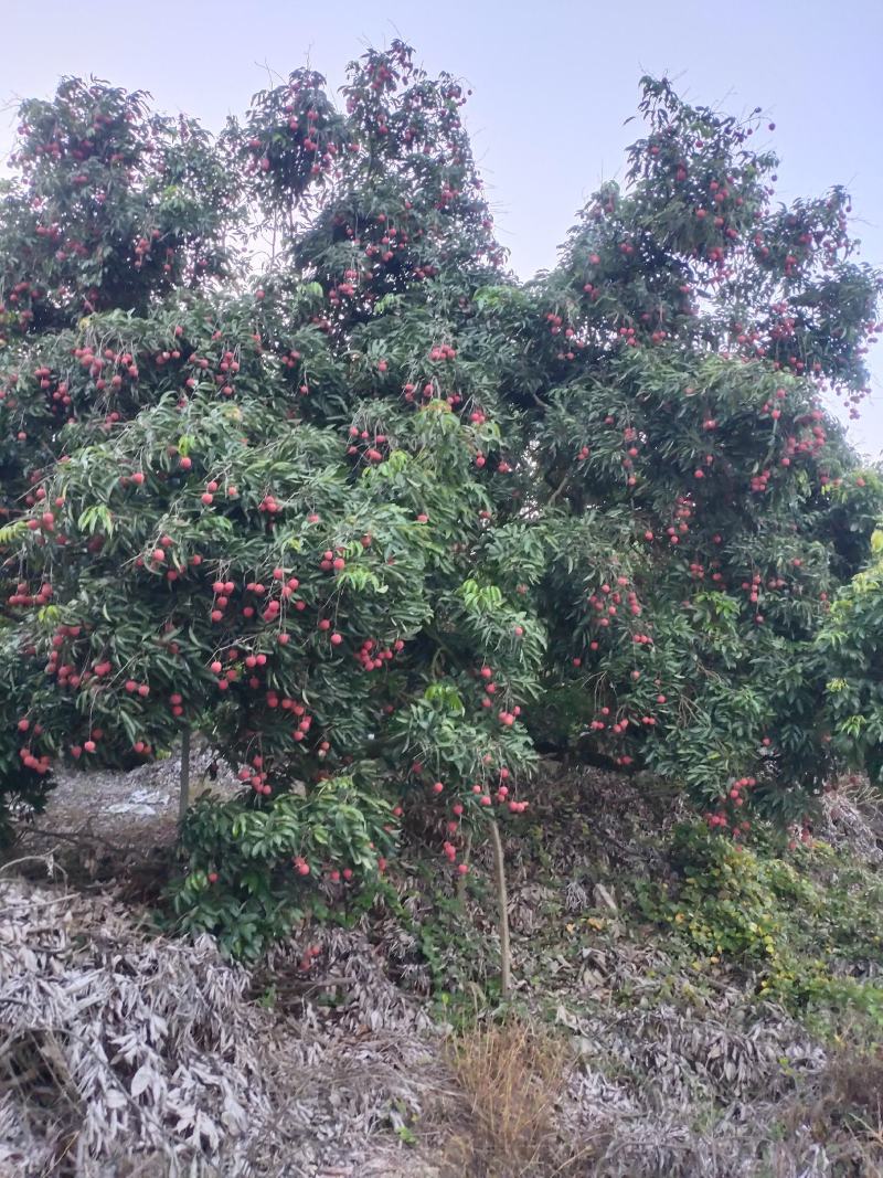 桂味荔枝