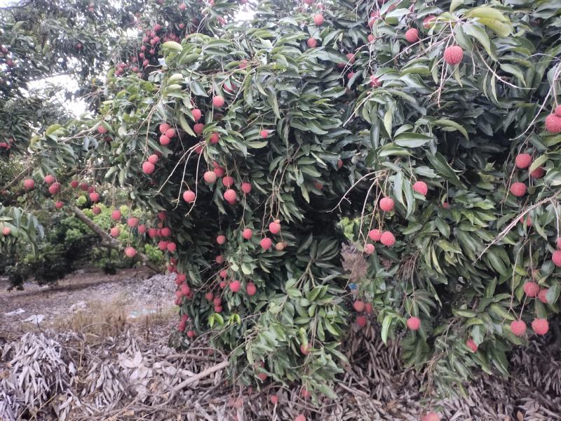 桂味荔枝