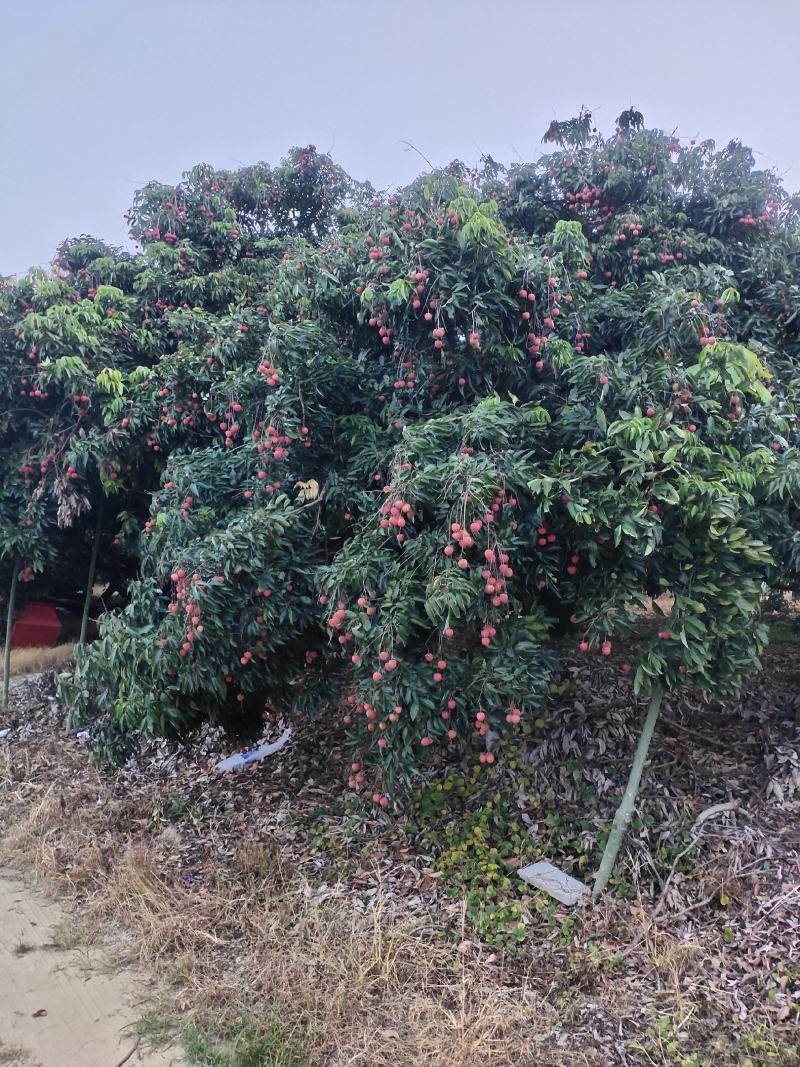 桂味荔枝