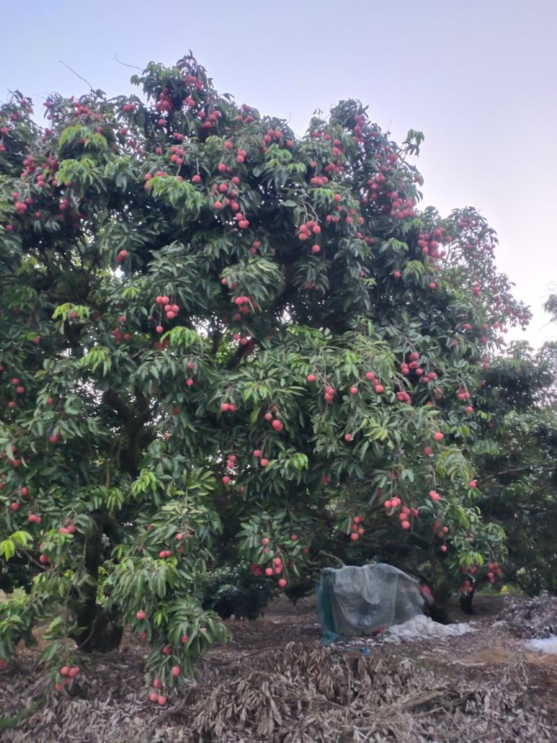桂味荔枝