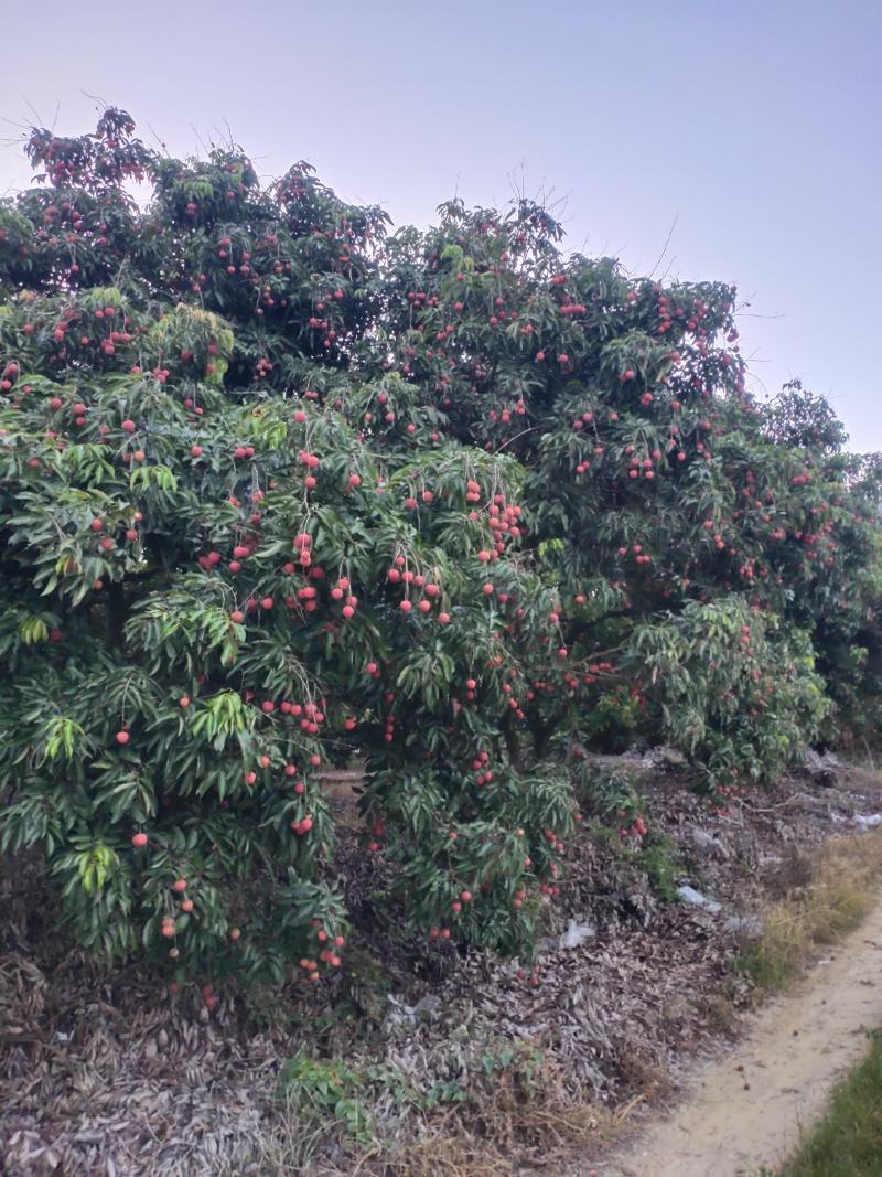 桂味荔枝