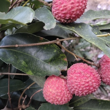 桂味荔枝